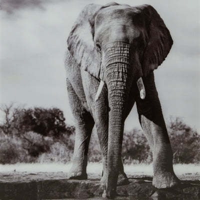 Ashley Glinyard Black White Wall Art